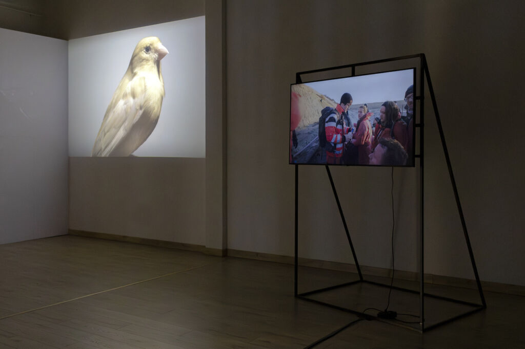 zdjęcie video projekcji przedstawiającej kanarka i na mniejszym ekranie fragment filmu oakcji aktywistycznej