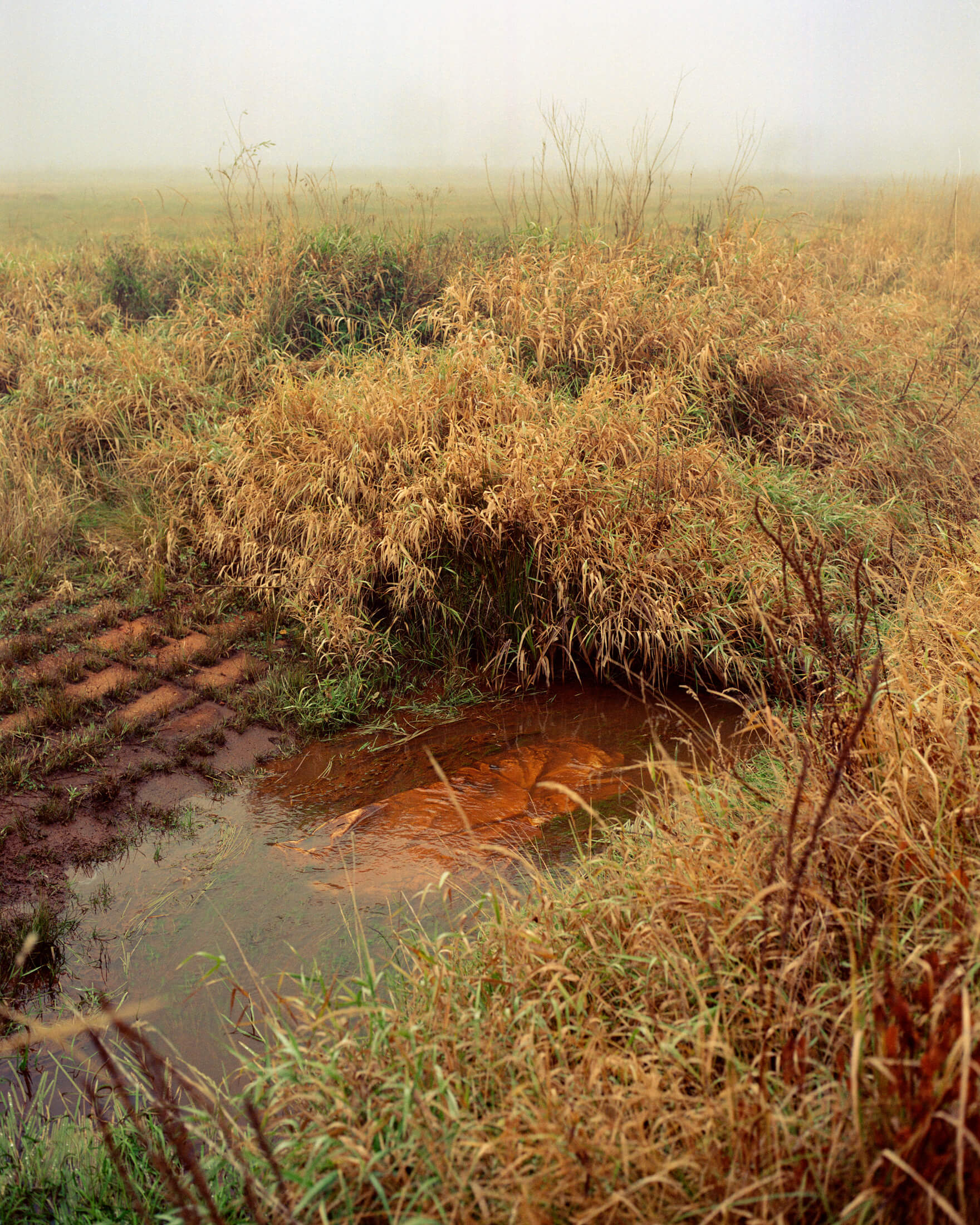 Anna Orłowska's photo of dyeing materials in an old watering place for cows. Rust coloring.