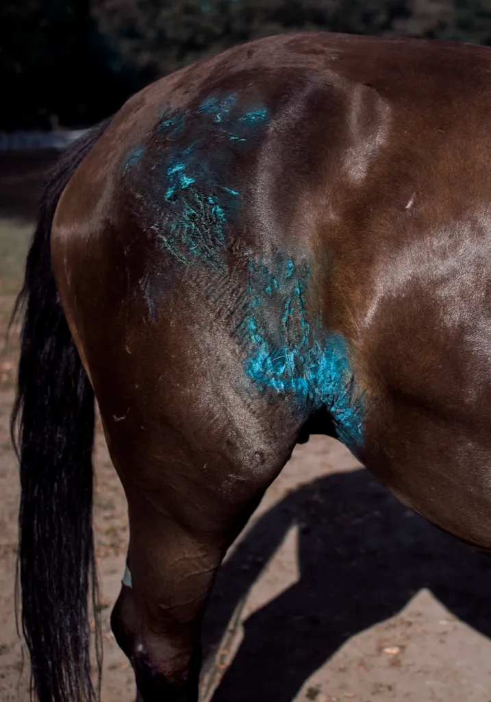 Koń z niebieską farbą na grzbiecie.