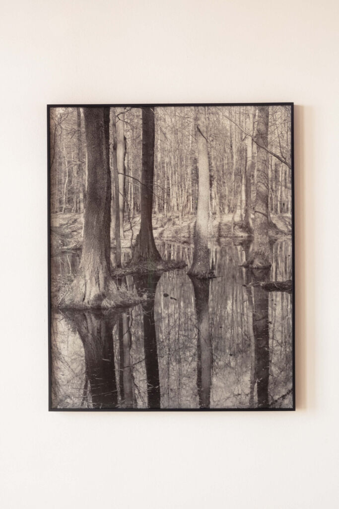 A black and white photograph of trees in a swamp.