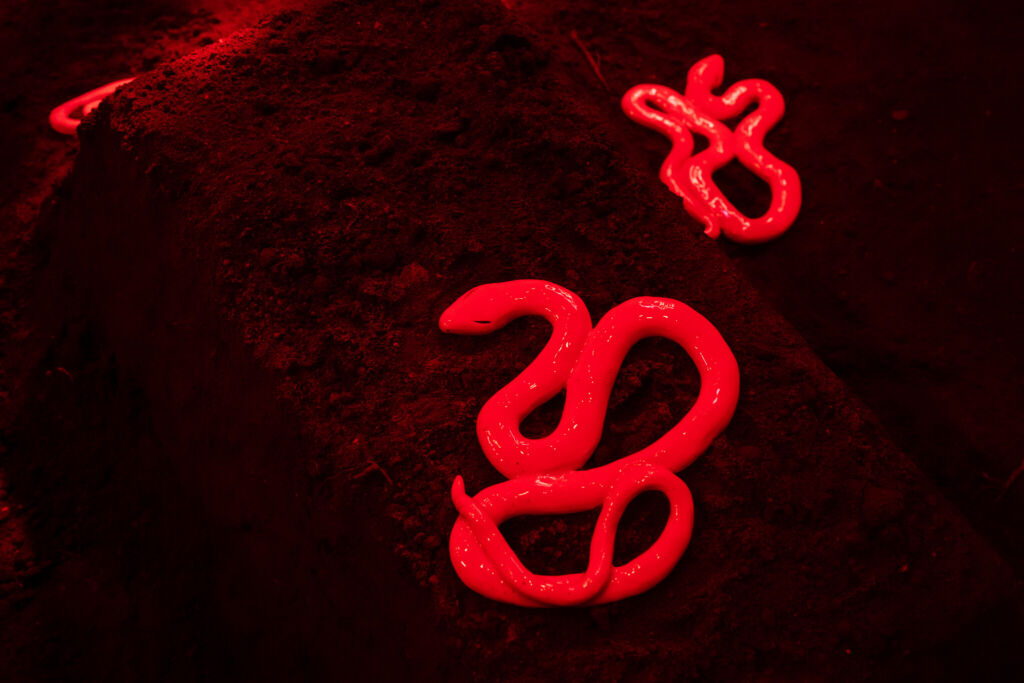A red snake on a piece of dirt.