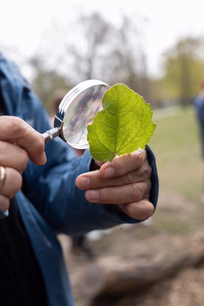Osoba trzyma zielony liść pod lupą i przygląda się jego szczegółom na świeżym powietrzu, w parku lub na łonie natury.