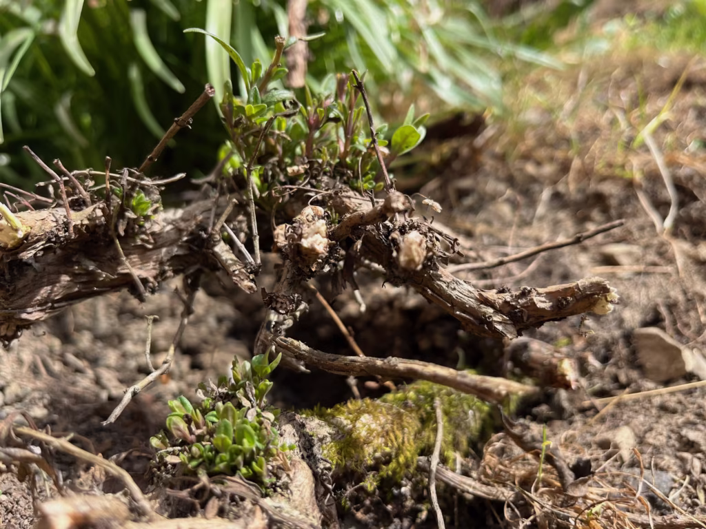 Zbliżenie na suchą, skręconą gałąź z małymi zielonymi roślinami i mchem rosnącym u jej podstawy, otoczoną ziemią i trawą w naturalnym świetle słonecznym.
