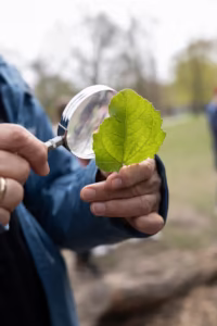 Osoba trzyma zielony liść i bada go dokładnie za pomocą szkła powiększającego na zewnątrz.