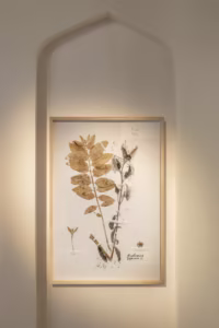 Oprawiony nadruk botaniczny przedstawiający sprasowane liście i łodygi jest wyświetlany we wnęce ściennej z delikatnym oświetleniem.