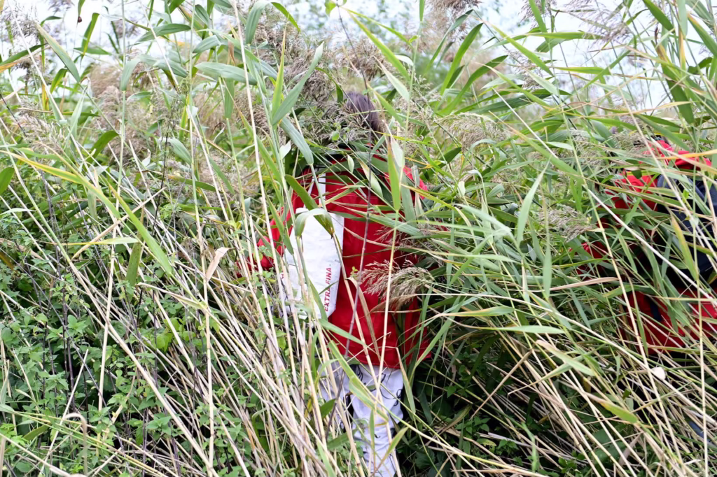 Osoba ubrana w czerwoną kurtkę i białe spodnie stoi częściowo ukryta wśród wysokich, gęstych zielonych trzcin i trawy.
