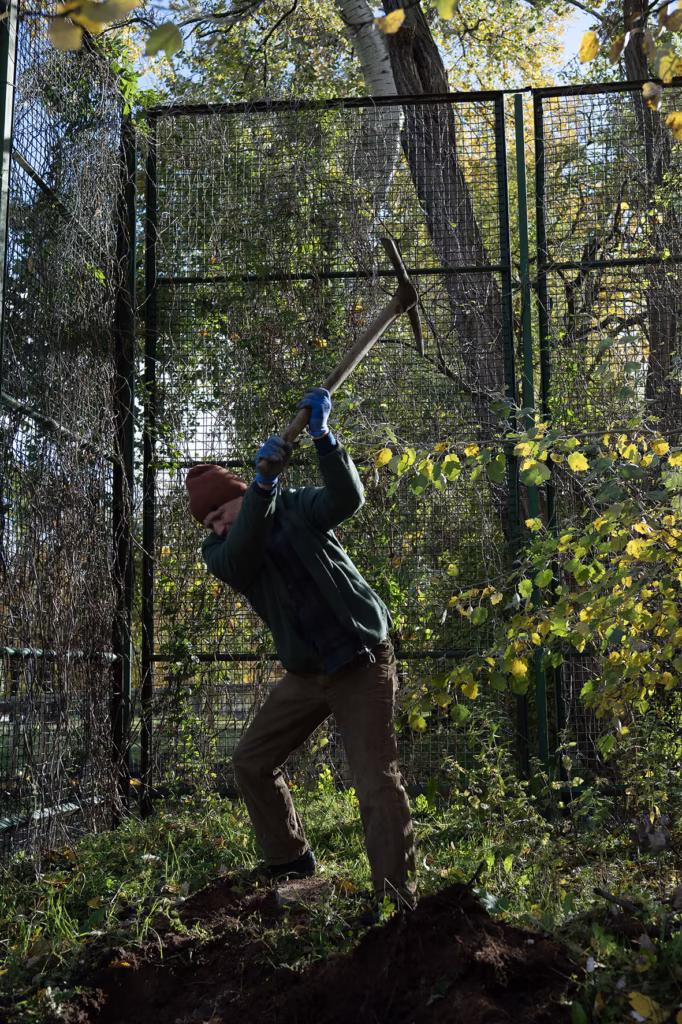 Osoba w czapce i rękawiczkach używa kilofa do rozbijania ziemi w pobliżu metalowego ogrodzenia i drzew z jesiennymi liśćmi.