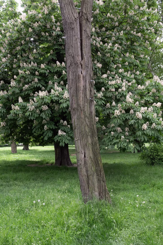 Drzewo o chropowatej korze i rozszczepionym pniu stoi przed innym drzewem z kępami białych kwiatów w trawiastym parku.