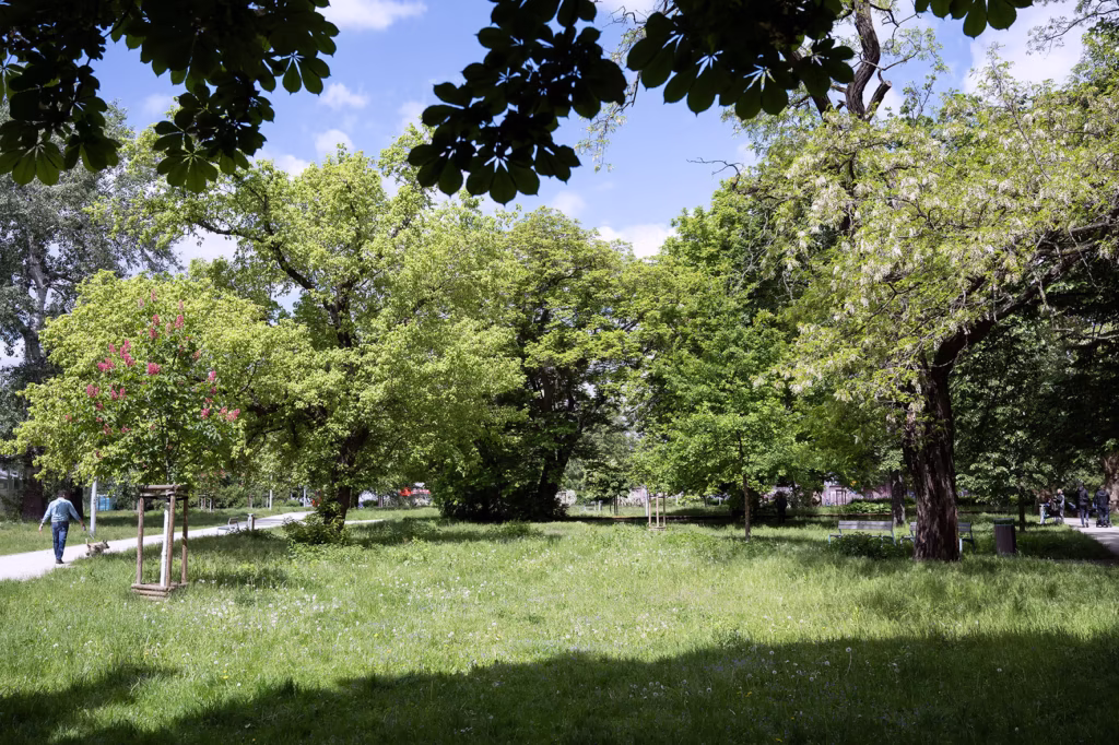 Trawiasty park z różnymi zielonymi drzewami i osobą idącą ścieżką pod częściowo zachmurzonym błękitnym niebem.